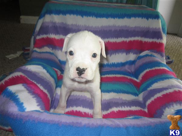 Puppies in KY
